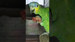 복숭아1개를 둘이 다 먹고서도 아쉼이 남는지 C앗까지 요절 내고 있어요