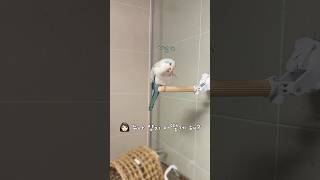 누나는 이렇게 양치질해~ #발가락칫솔#퀘이커앵무송꾸꾸