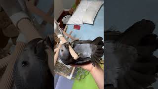 혼자 해보겠다고 자존심 부리는 앵무새 #팀네회색앵무새 #구름이