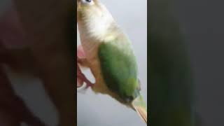 코뉴어앵무새 Vlog_몸무게재기/도대체 너의 살은 어디…