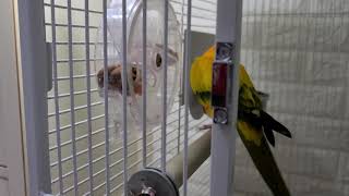 썬코뉴어 똑똑함 "500배"