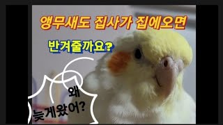 앵무새도 집사가 집에오면 반겨줄까요?