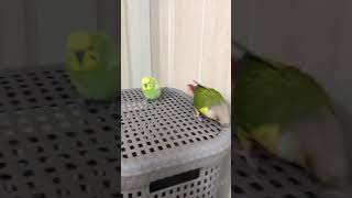 소망이와 사랑이(코뉴어)(사랑앵무)