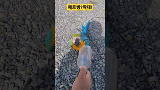 페트병?딱대! #청금강 #청금강앵무새 #macaw