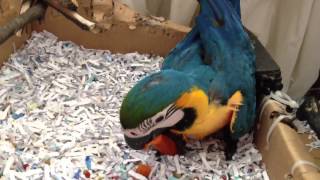 청금강 쿠악이 blue and yellow macaw
