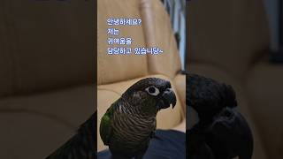 코뉴어앵무새#하랑이#하봉이#parrot
