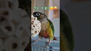 코뉴어앵무새#하랑이#하봉이#parrot#더빙농장#동물더빙#병맛더빙
