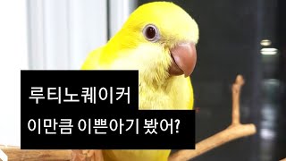 앵카 사장님께서 또 보내주셨네요 우리 아가 루티노퀘이커