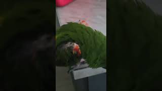 @앵무새. 한스마카우.13세. 남자. 이름:  지루비.