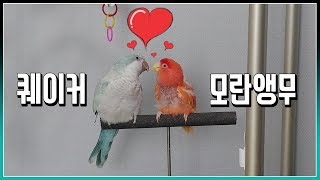 퀘이커와 모란앵무가 단짝이 되는과정