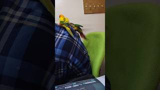 [동네목욕탕 사장님의 코뉴어앵무] 목욕탕 지킴이 겸 재…