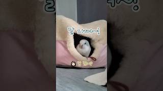 두 가지 의미로 ‘더 러브’한(?) 아침 인사 #thelove#더럽#퀘이커앵무송꾸꾸