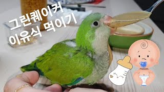 퀘이커앵무새 순도리♡부츄 (앵무새 이유식 먹이기) 어렵…