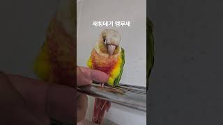 새침데기 앵무새 #parrot #birds #코뉴어 #…