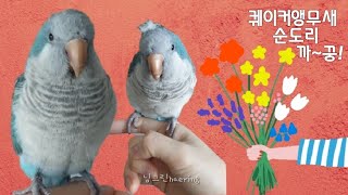 퀘이커앵무새 순도리 혼자 뭘하나봤더니~~~ㅋㅋㅋㅋㅋ