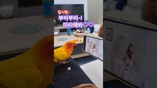 집사와 부비부비!!?!! #앵무새 #시스타19 #보라 …
