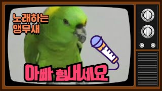 ATS반려동물훈련학교 - 앵무새 노래하기 (아마존앵무새) 애견훈련소, 앵무새훈련