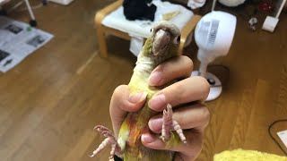 노트북 키보드 뿌시는 앵무새