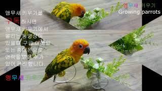 앵무새는 이렇게 키워야 한다 1 (말 가르치기와 훈련하는 방법) Parrots should be raised this way. 1 (training method)
