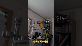 내가 늦잠을 못자는 이유 #청금강 #shorts