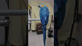 똥 싸는 루카 #animal #birds #parrot…