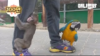 둘이 원수지간이라서 그른가.. 다리 위에서 만나긴 했네요 ㅣ Lucky Hooman Who's A Crush Of Both Parrot And Moneky Is?