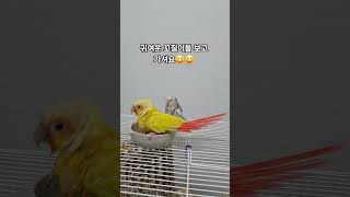 꼬질이 앵무새들 #cute #앵무새 #parrot #birds #모란앵무 #lovebirds #코뉴어 #conure #목욕 #shower