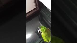 앵무새 한스마카우 한나 말하기 연습