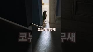들어갈까?#코뉴어앵무새#하랑이#partot