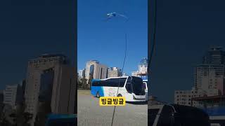 루카 빙글빙글 #앵무새 #parrot #청금강 #청금강…