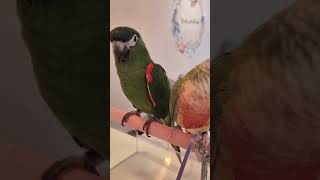 앵무새까페 가면 촌놈이 되어 버린다 #한스마카우 #코뉴어 #birds #animals