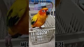 써니가 사랑을 알면 엄마가 힘들어져요!  #썬코뉴어 #parrot #앵무새 #사랑 #love #알면 #if i knew #엄마 #mother #써니