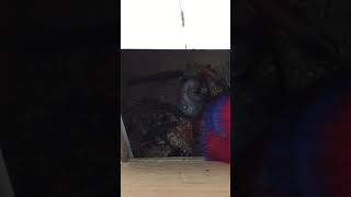 뉴기니아 와 마카우 뉴기니아 새끼 15일차 201904…