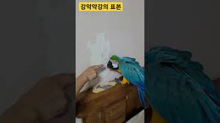 강약약강의 표본 루카 #앵무새 #청금강 #청금강앵무새 #macaw #parrot #동물 #animal
