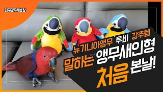 [대구앵무새농장]  말하는앵무새인형에 당황한 뉴기니아앵무(eclectus parrot) 루비