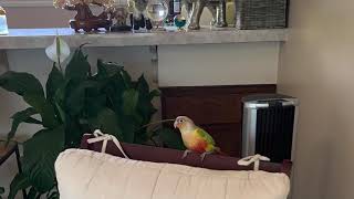 [미국일상 Vlog]  갑자기 날아든 새 | 코뉴어 | in 템플시티