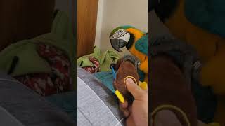 인형에서 소리나서 당황한 루카 #short #청금강 #청금강앵무새 #macaw