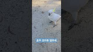 호주 블루마운틴 여행#코카투 앵무새#카툼바공원#자연산 앵무새