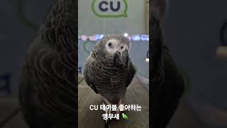 산책하는 앵무새. CU 편의점 앵무새. #parrot …
