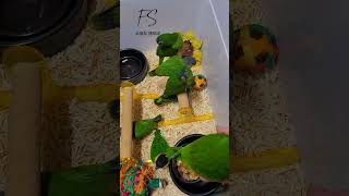 한스마카우, 세네갈, 카이큐, 쟈딘앵무새