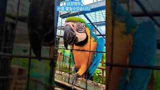 금강앵무 손물릴수있어요 #shorts