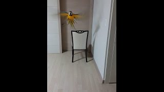 청금강 콴선생 콜훈련 성공!