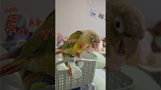 #앵무새루이 #앵무새키우기 #코뉴어앵무새