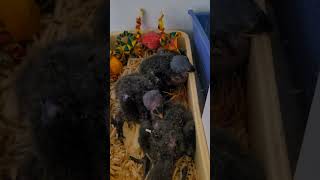 청금강 앵무, 뉴기니아, 한스마카우, 퀘이커 앵무 #앵…