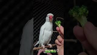 브로콜리간식#목도리앵무새#앵무새#parrot#먹방#간식#코뉴어#모란#브로콜리