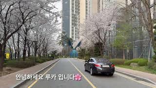 [루카의모험] 할리퀸 마카우 루카 활짝핀  벚꽃 사이로