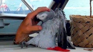 FUNNIEST Parrot Ever... Meet O…