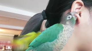 앵무새를 절대로 키우면 안되는 이유 2