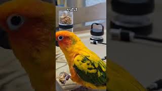 신나게 밥먹는 뚜비#귀여워 #썬코뉴어 #앵무새 #앵집사…