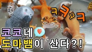 [수다쟁이 회색앵무 코코] EP12. 코코네 &#39;…